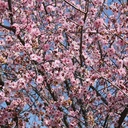 purple-leaf-plum-prunus-cerasifera-krauter-vesuvius