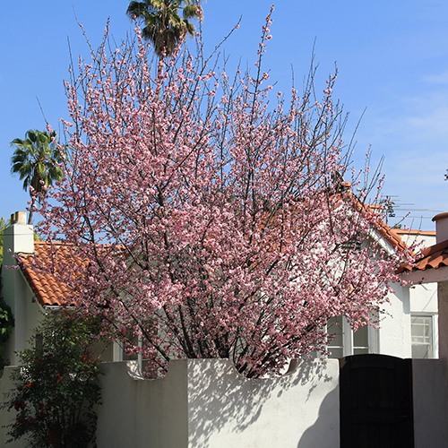 Purple Leaf Plum - Prunus cerasifera 'Krauter Vesuvius'