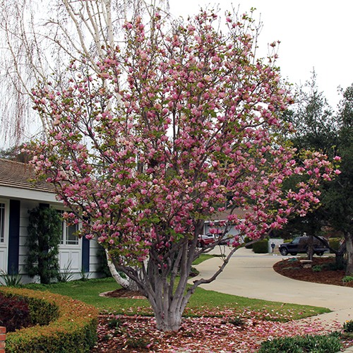 Saucer Magnolia - Magnolia x soulangeana