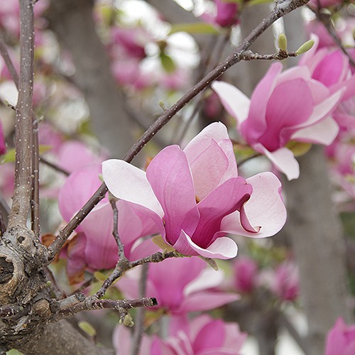 Saucer Magnolia - Magnolia x soulangeana