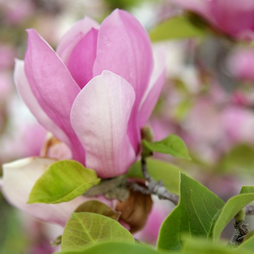 Saucer Magnolia - Magnolia x soulangeana