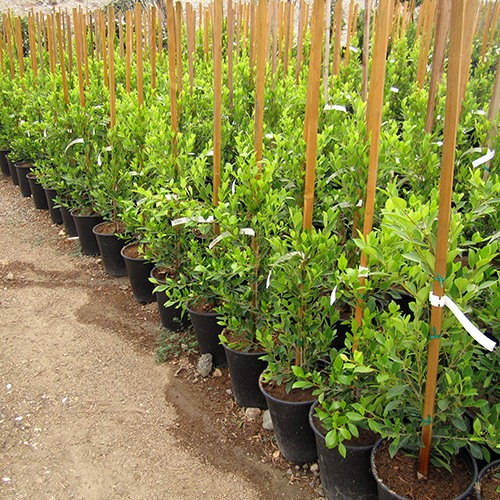 Indian Laurel Fig - Ficus microcarpa nitida