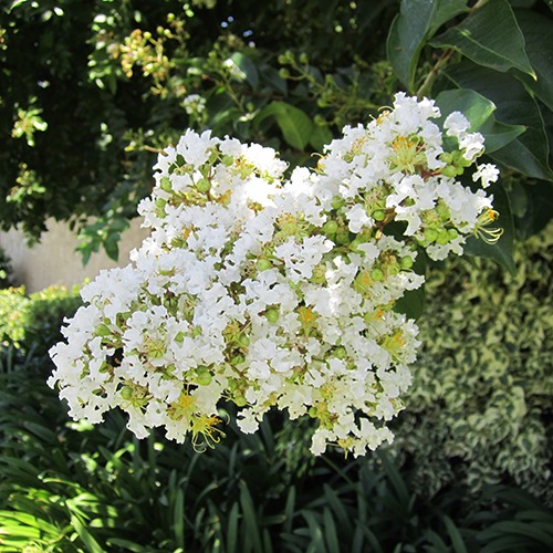 white-crape-myrtle-lagerstroemia-natchez