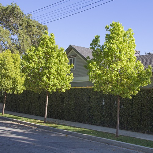 Camphor Tree - Cinnamomum camphora - Single Trunk