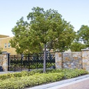 camphor-tree-cinnamomum-camphora-single-trunk