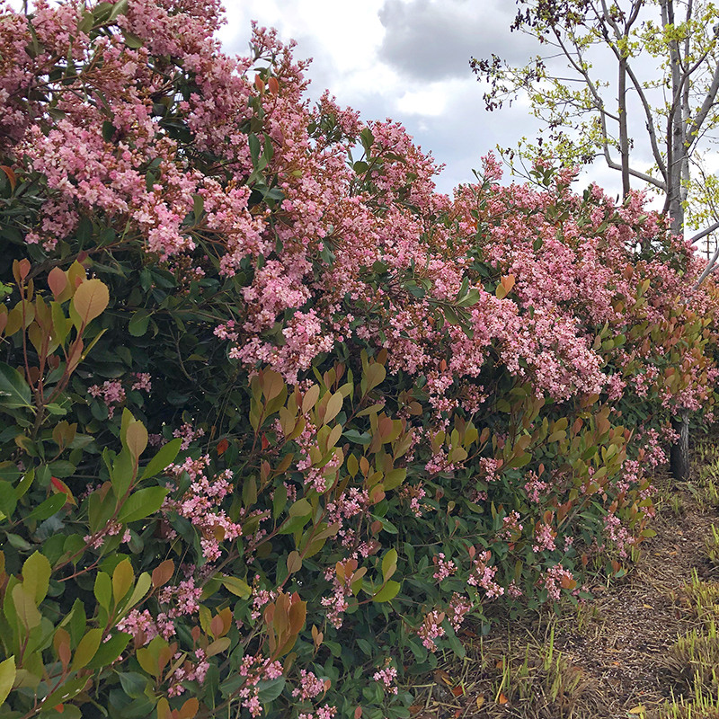 majestic-beauty-indian-hawthorn-rhaphiolepis-majestic-beauty
