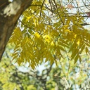 chinese-pistache-pistacia-chinensis