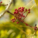 chinese-pistache-pistacia-chinensis