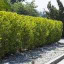 carolina-cherry-laurel-prunus-caroliniana