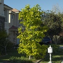 white-champaca-magnolia-x-alba