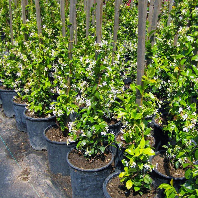 star-jasmine-trachelospermum-jasminoides
