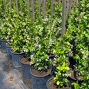 star-jasmine-trachelospermum-jasminoides