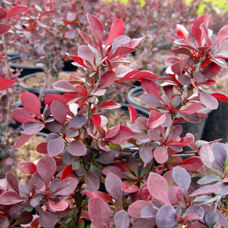 Red Japanese Barberry - Berberis thunbergii 'Atropurpurea'