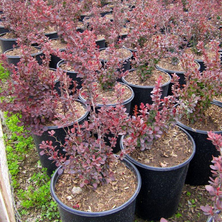 red-japanese-barberry-berberis-thunbergii-atropurpurea