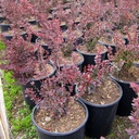 red-japanese-barberry-berberis-thunbergii-atropurpurea