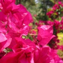 barbara-karst-bougainvillea-bougainvillea-barbara-karst