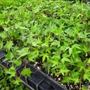 english-ivy-hedera-helix