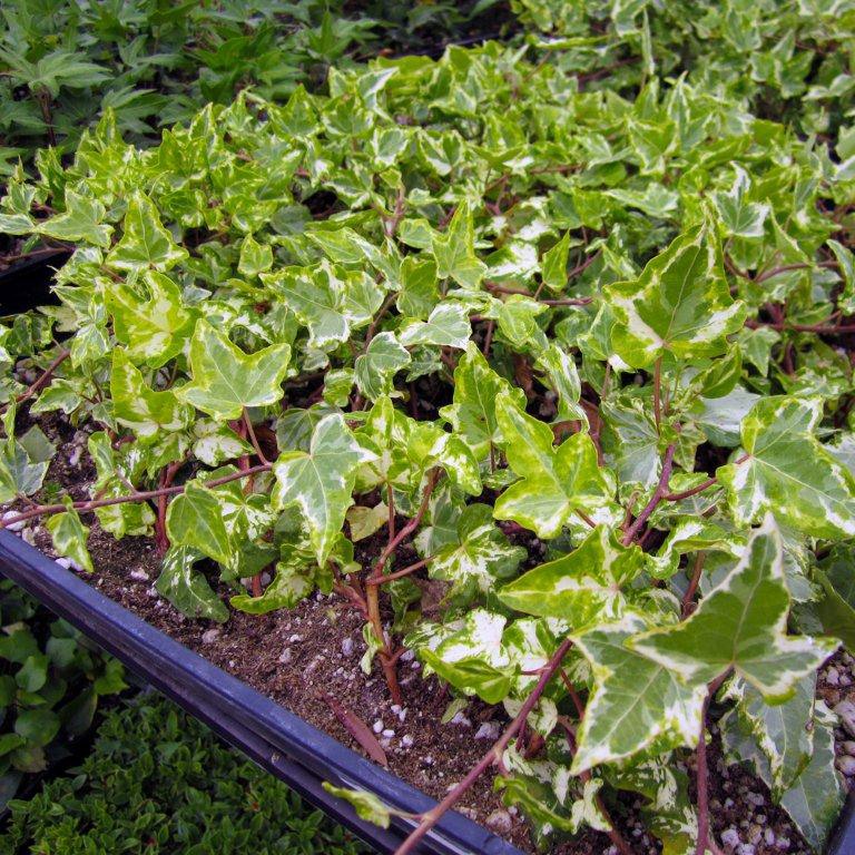 English Ivy Variegated - Hedera helix 'Variegata'