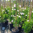 bower-vine-on-stake-pandorea-jasminoides