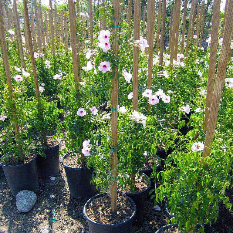 Bower Vine - On Stake - Pandorea jasminoides