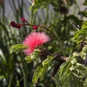 pink-powder-puff-calliandra-haematocephala