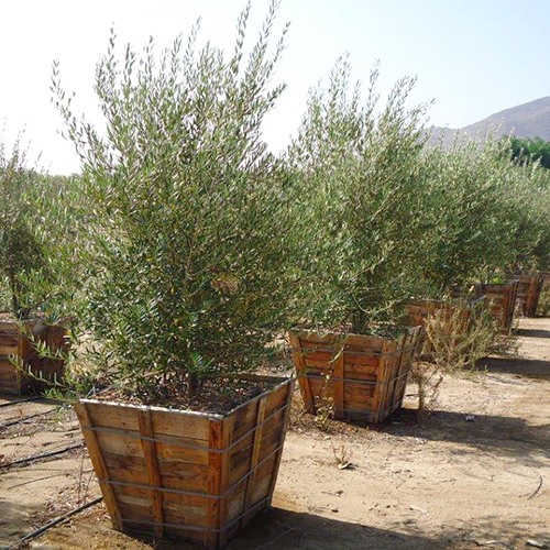 Semi-Fruitless Olive - Multi Trunk - Olea europaea 'Wilsonii'