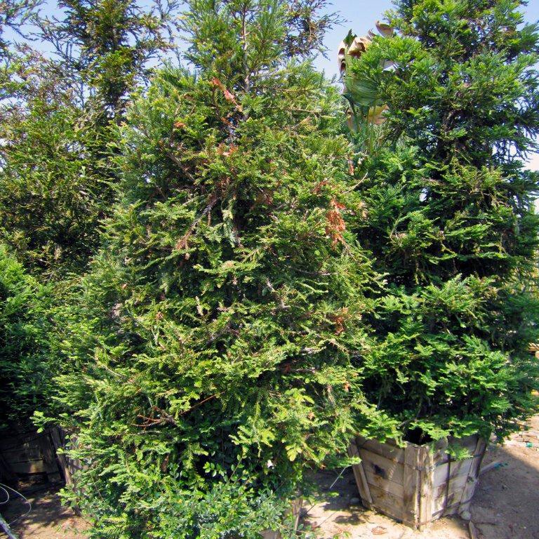 coast-redwood-sequoia-sempervirens