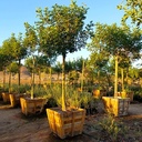carrotwood-cupaniopsis-anacardioides