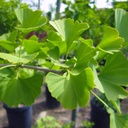 maidenhair-tree-ginkgo-tree-ginkgo-biloba
