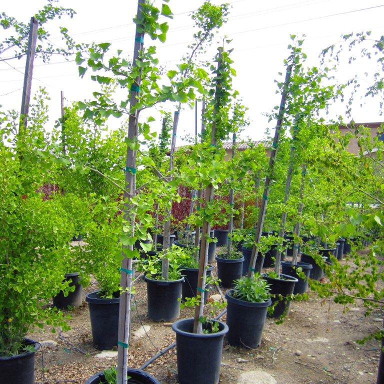 maidenhair-tree-ginkgo-tree-ginkgo-biloba