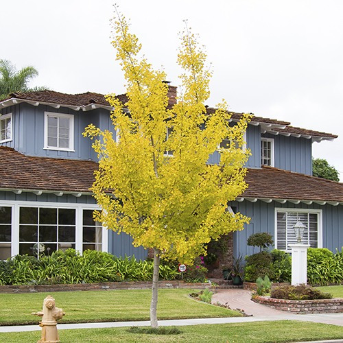 maidenhair-tree-ginkgo-tree-ginkgo-biloba