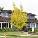 maidenhair-tree-ginkgo-tree-ginkgo-biloba