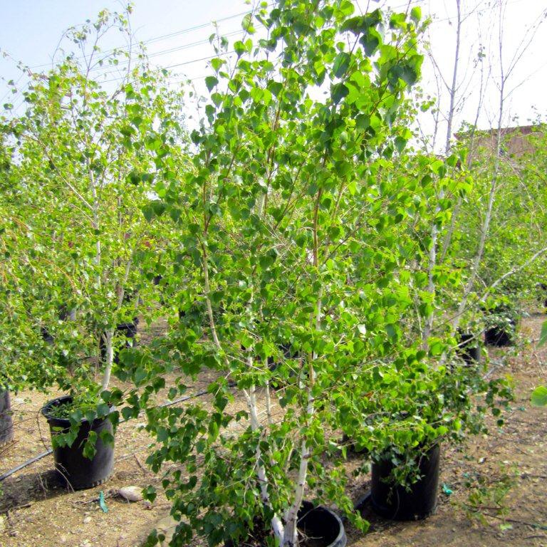 European White Birch - Single Trunk - Betula pendula