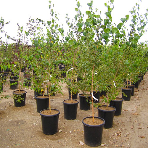 European White Birch - Single Trunk - Betula pendula