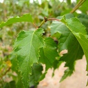european-white-birch-single-trunk-betula-pendula