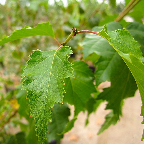 European White Birch - Single Trunk - Betula pendula