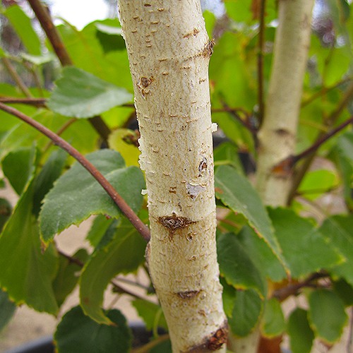 European White Birch - Single Trunk - Betula pendula