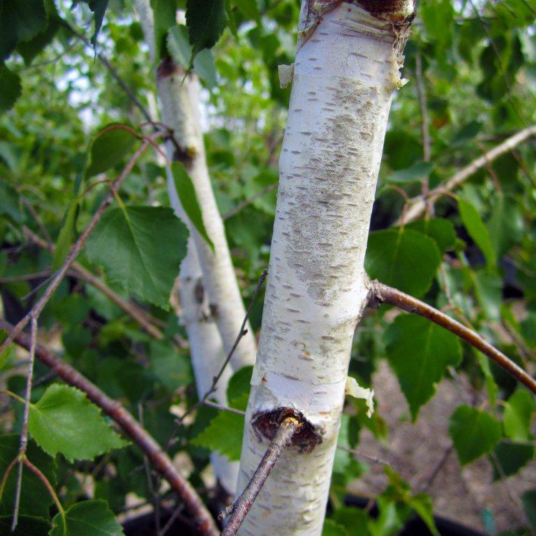 european-white-birch-multi-trunk-betula-pendula