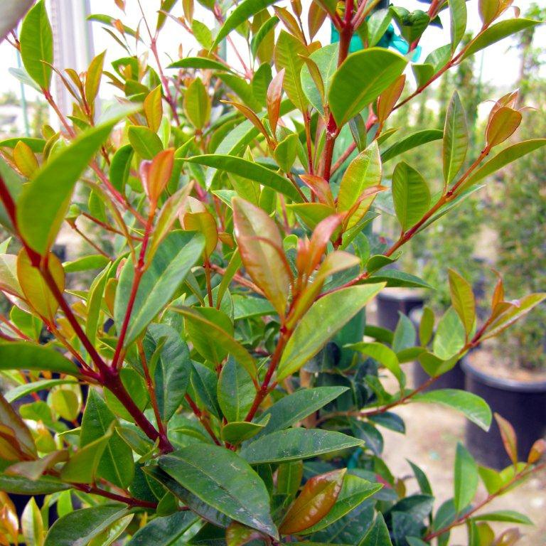 australian-brush-cherry-eugenia-paniculata-myrtifolia