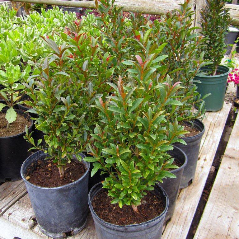 australian-brush-cherry-eugenia-paniculata-myrtifolia