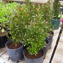 australian-brush-cherry-eugenia-paniculata-myrtifolia