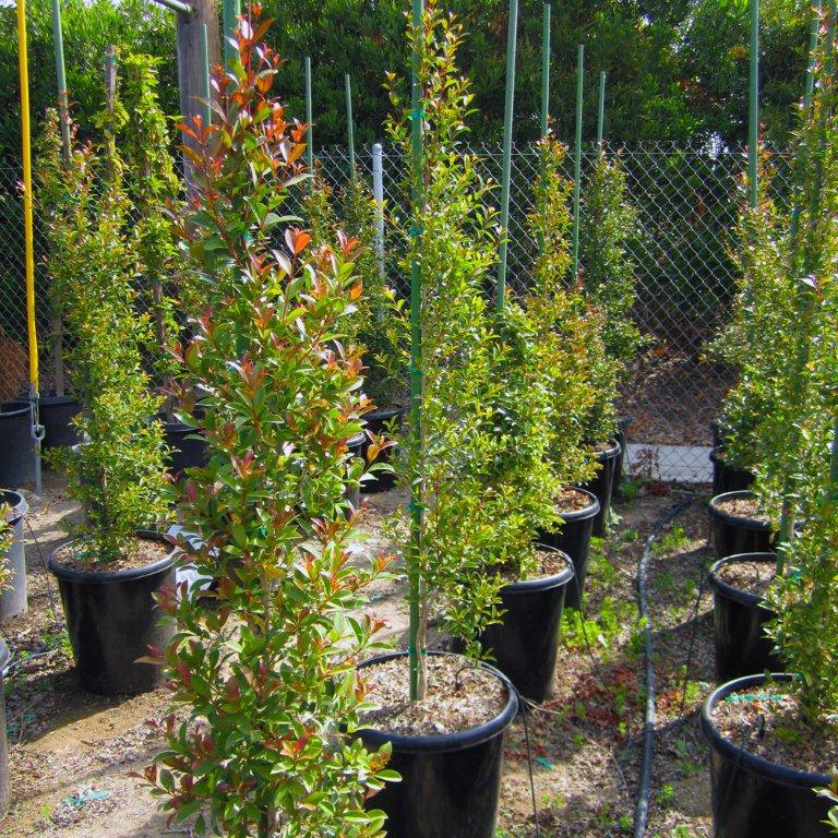 australian-brush-cherry-eugenia-paniculata-myrtifolia