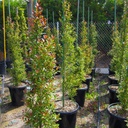 australian-brush-cherry-eugenia-paniculata-myrtifolia