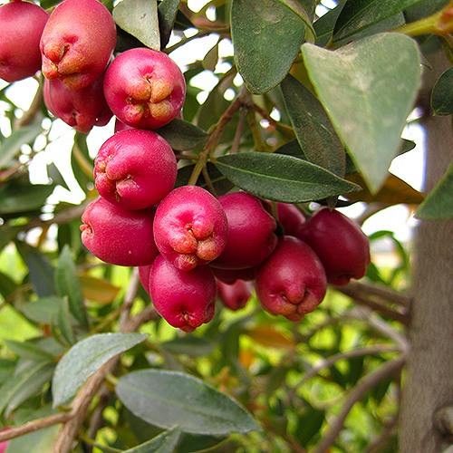 australian-brush-cherry-eugenia-paniculata-myrtifolia