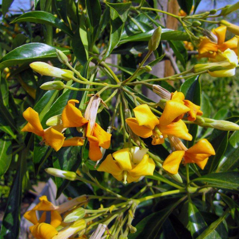 sweetshade-tree-hymenosporum-flavum