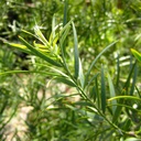 fern-pine-podocarpus-gracilior