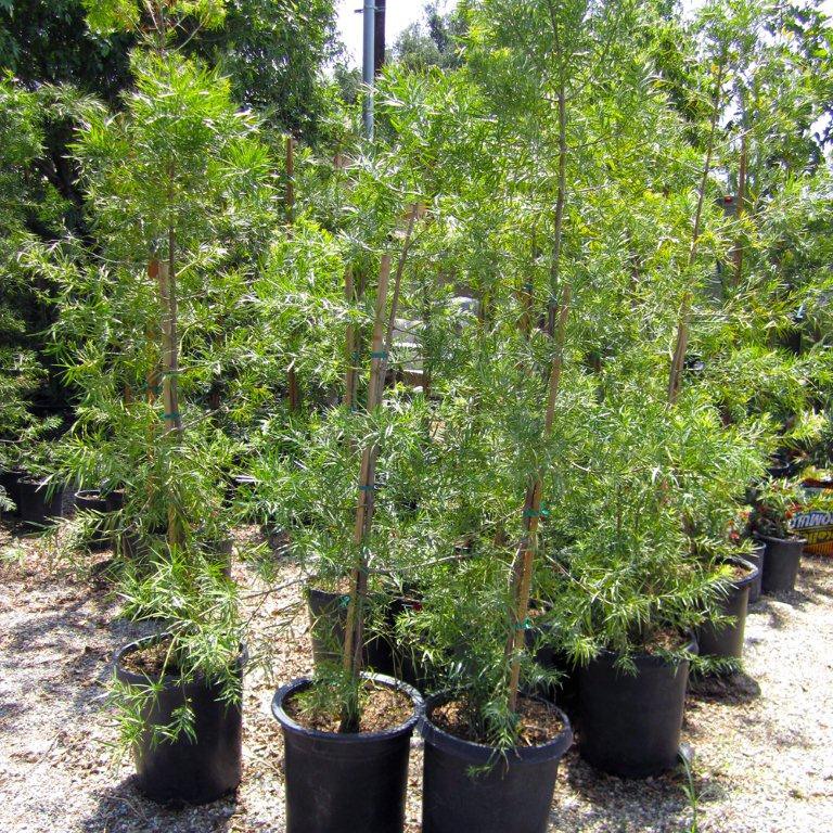 fern-pine-podocarpus-gracilior