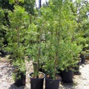 fern-pine-podocarpus-gracilior