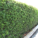 fern-pine-podocarpus-gracilior