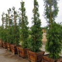 fern-pine-podocarpus-gracilior